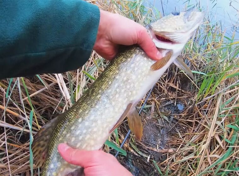 Ловля щуки на живця в серпні: найкращі місця