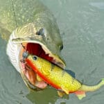 Рибальські вузли: чому через них зривається трофей, а не через тонку волосінь