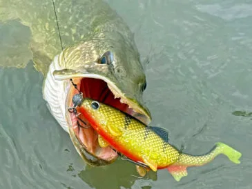 Як ловити щуку в серпні: тактика та приманки