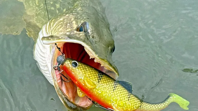 Як ловити щуку в серпні: тактика та приманки