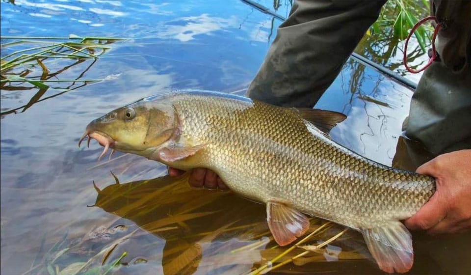Марена дуже рідкісна риба України