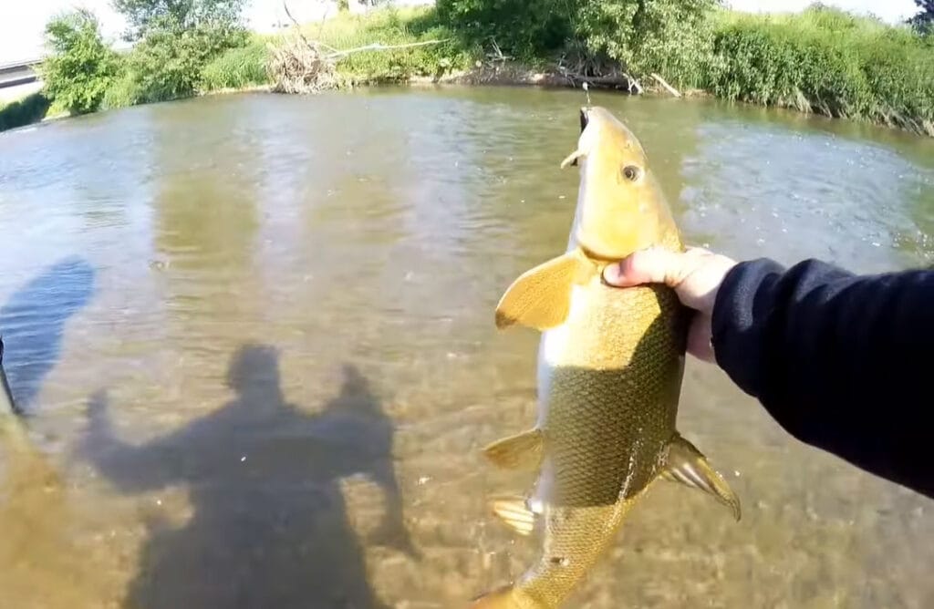 Марена - очень редкая рыба Украины