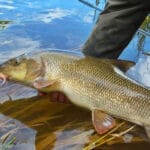 Прогноз клева рыбы в Украине на неделю: 25 – 31 августа 2025