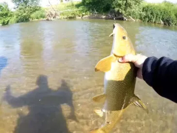 В Україні спіймали рідкісну рибу з Червоної книги - марену