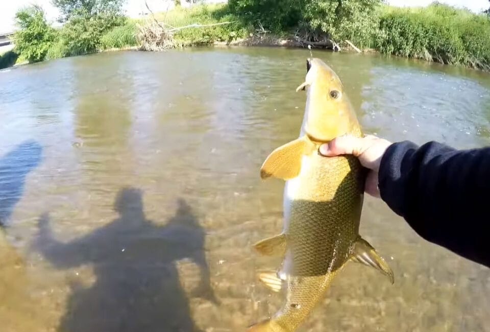 В Україні спіймали рідкісну рибу з Червоної книги - марену