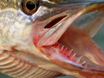 Рибальські вузли: чому через них зривається трофей