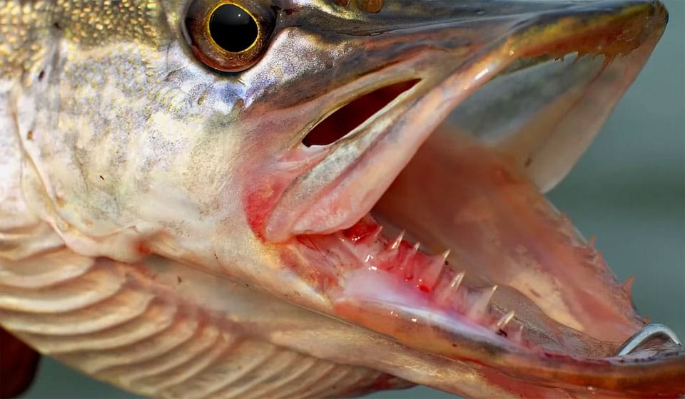 Рибальські вузли: чому через них зривається трофей