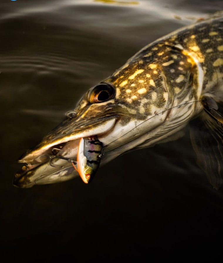 Перспективные места для ловли щуки в августе