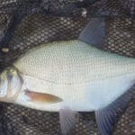 Карась в августе: эксперт раскрыл лучшие места для ловли в Полтавской области