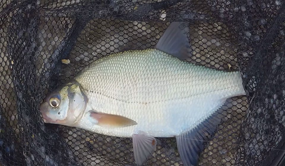 Как правильно прикармливать леща в августе