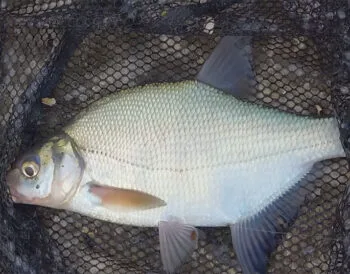 Як правильно підгодовувати ляща в серпні