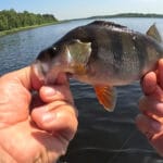 Хватит кормить магазин! 3 дедовских рецепта теста для рыбалки, которые работают