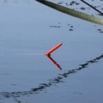 Рыбалка на платнике: в поисках карпа и неожиданный улов (Видео)