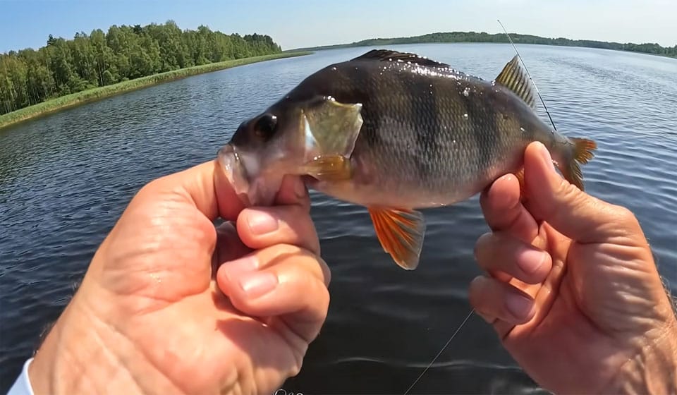 Прогноз клева рыбы в Украине 4-10 августа 2025: от гроз к жаре