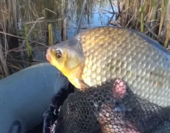 Прогноз кльову риби в Україні на тиждень: 18–24 серпня 2025