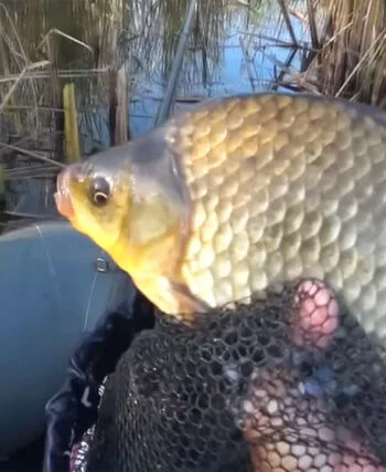 Прогноз кльову риби в Україні на тиждень: 18–24 серпня 2025