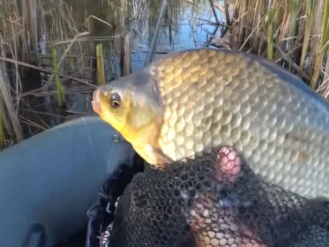 Прогноз кльову риби в Україні на тиждень: 18–24 серпня 2025