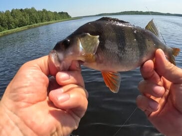 Прогноз кльову риби в Україні 4-10 серпня 2025 року