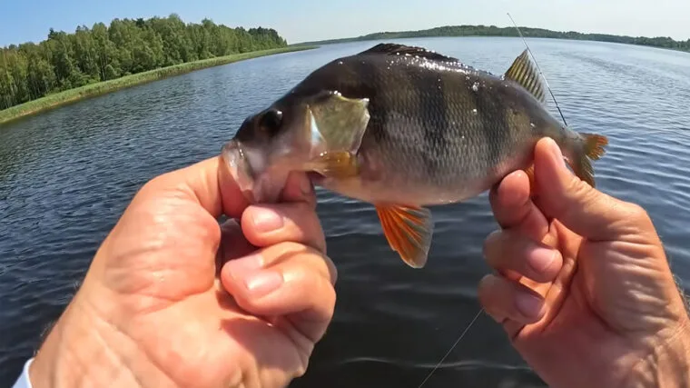 Прогноз кльову риби в Україні 4-10 серпня 2025 року