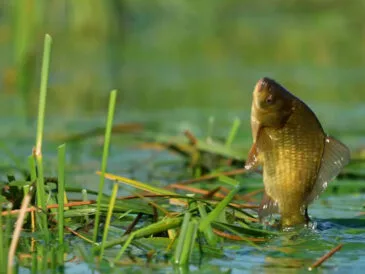 Де ловити карася в серпні на Полтавщині
