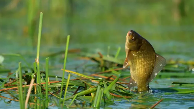 Де ловити карася в серпні на Полтавщині