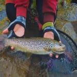 Риболовля в Україні 2025: які види риб можна ловити без обмежень