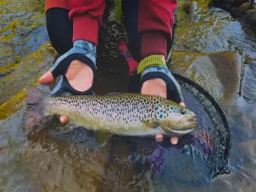 Риболовля в Карпатах 2025: де ловити, а де загрожує штраф