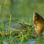 Лещ пошел в движение: когда и чем прикармливать рыбу в августе