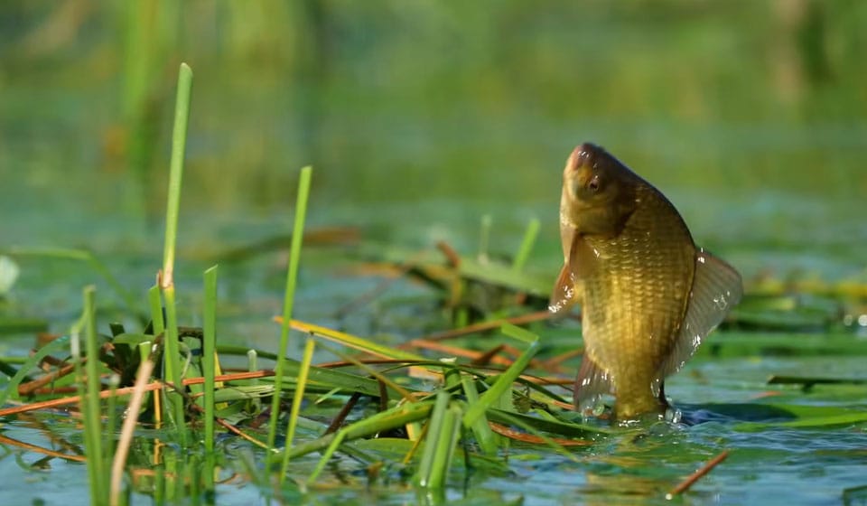Где ловить карася в августе в Полтавской области