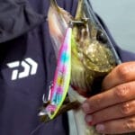 Все о сомах: описание, среда обитания, размеры, поведение