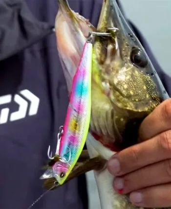 Щука на Київщині в серпні - як, де і коли ловити