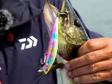 Щука на Київщині в серпні - як, де і коли ловити