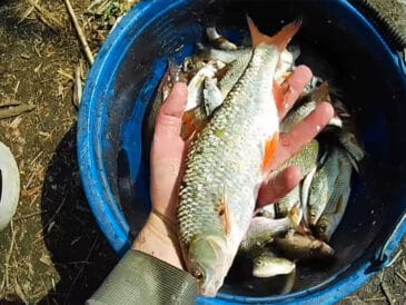 Тесто для риболовлі на плотву: два рецепти, що врятують