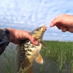 Тесто для рыбалки на плотву: два рецепта, которые выручат, когда рыба капризничает