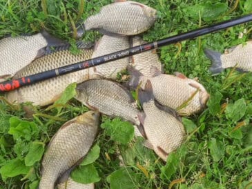 Тісто для риболовлі на карася: 2 рецепти, які працюють