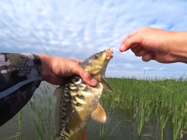 Тісто для риболовлі на коропа: 3 рецепти від профі