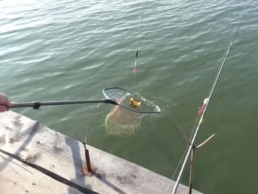 3 дедовских рецепта теста для рыбалки, которые работают