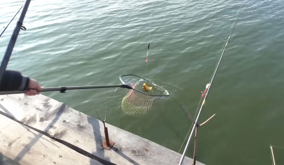 3 дідівські рецепти тіста для риболовлі, що працюють