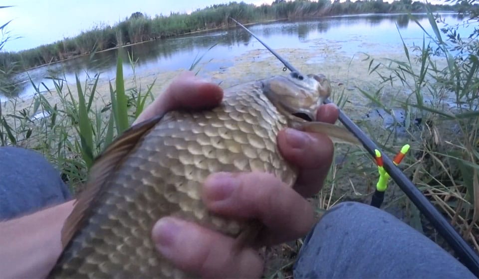 Вечерняя ловля карася: что меняется?