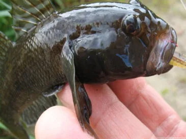 Риболовля в Україні: 7 видів риб для безлімітного вилову