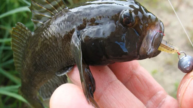 Риболовля в Україні: 7 видів риб для безлімітного вилову