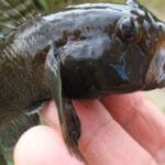 Рыбалка в Карпатах 2025: где ловить, а где грозит штраф