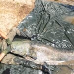 Прогноз кльову риби 4-10 серпня 2025 в Україні: погода, фази місяця, рекомендації