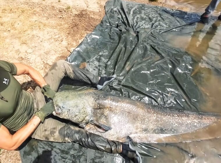 Все про сомів: опис, середовище існування, розміри