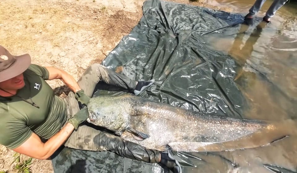 Все про сомів: опис, середовище існування, розміри