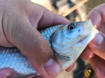 Як змусити карася клювати опівдні