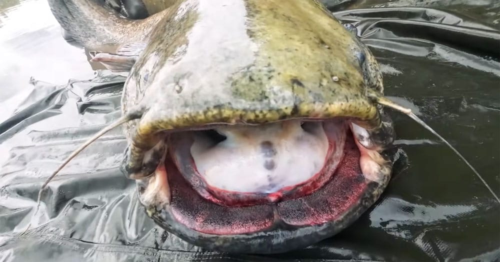 Яких розмірів бувають соми? Рекорди та реальність