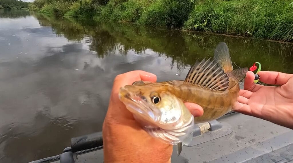 Яку рибу ловити у вересні