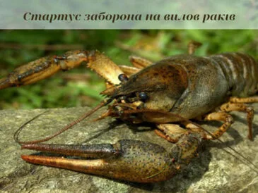 На Волині запроваджується заборона на вилов раків