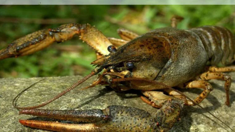 На Волині запроваджується заборона на вилов раків